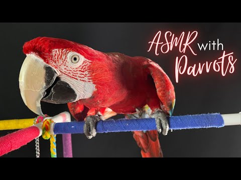 ASMR with Parrots | Feathers | Tapping | Eating & Crunching sounds