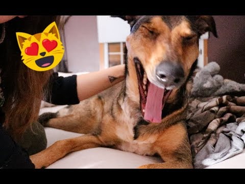 ASMR || Personal Attention to my Sleepy Puppy