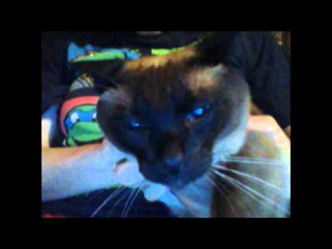 siamese cat: Cutest Cat In The Whole Entire World Named Duke