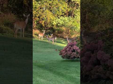 How Deer protect one another