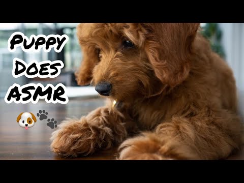 Puppy Takes On ASMR 🐶🐾 Eating Sounds | Super TINGLY