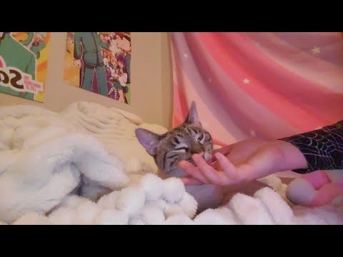 Kitty Cat ASMR 😸 (cuddles, grooming, soft-spoken baby talk)