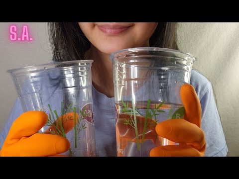 Asmr | Whooshing Water Cup to Cup Sound (NO TALKING)