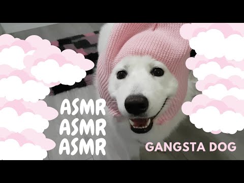 ASMR | Gangsta dog eating snacks