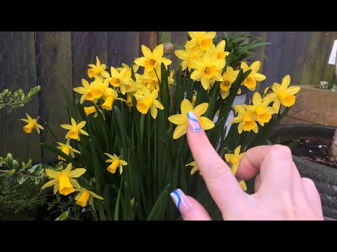 ASMR| garden spring tour