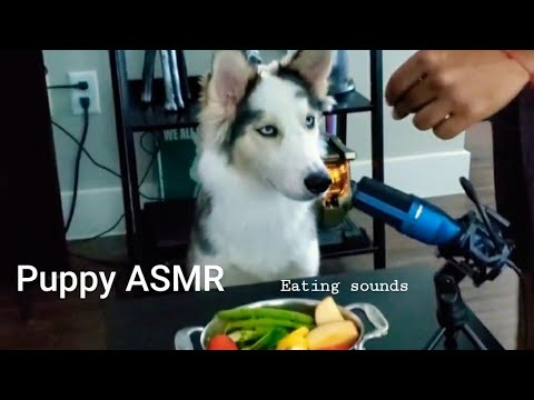 Puppy ASMR (chewing, crunching sounds. No talking)