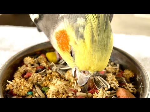 ASMR Eating Sounds - Meet Some of My Animals! 🐕 🦎 🐓 🦜🦝