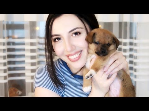 ASMR With My Puppy ❤️ 25mins of Pure Whispers