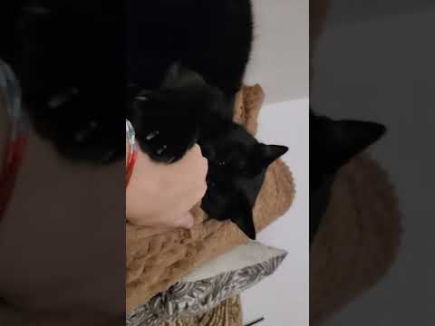 A few minutes of Black Cat for Halloween
