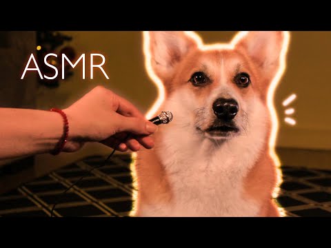 MY CORGI DOG'S FIRST ASMR  ✨scratching, mouth sounds and eating sounds