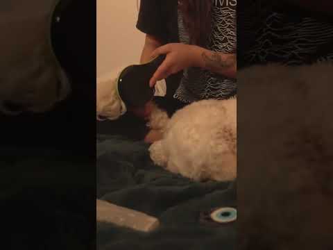 I gave my dog an ASMR massage. This was her reaction.