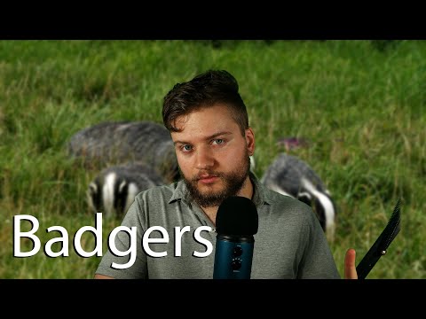 Whispering facts about Badgers (ASMR)