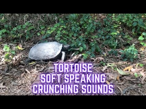 ASMR Tortoise Crunches & Soft Speaking