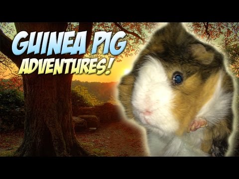 Hello Guinea Pig Community Here a video of my piggy