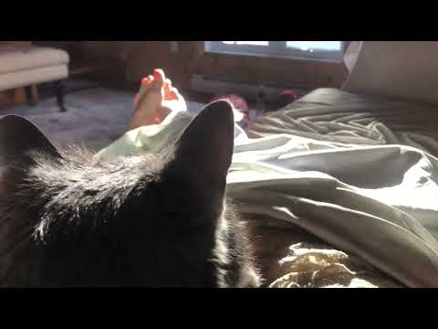 ASMR toes in the sun hanging out with kitty in song