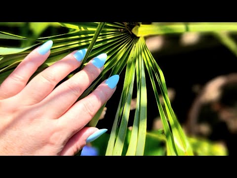 ASMR In My Backyard With Camera Tapping