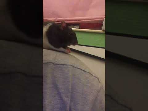ASMR (Kinda) || Enjoy this video of my rat eating some carrot 🐭