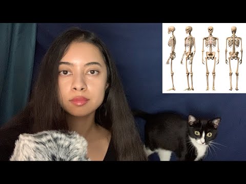 ASMR facts about the human body