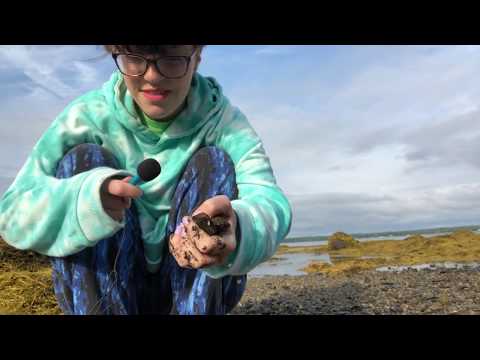 ASMR playing with rocks/sand/water on the beach/ I found a crab!