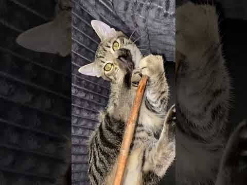 Котенок АСМРно грызет палочку
