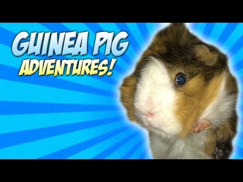 Guinea pig Date Night (Guniea Pig Mating Sounds)