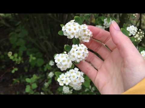 [ASMR] Plants, Rain and some Tapping at 6 am in my Garden