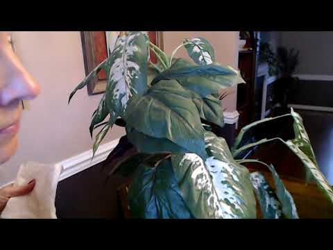 ASMR | Cleaning An Artificial Plant