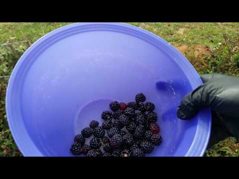 ASMR Sound Vlog ~ Picking Blackberries