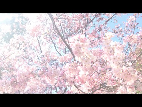 [MV]opテーマ曲『sakura-2020ver-』🌸✨／春・桜の季節／オリジナル曲　ニューエイジnew age