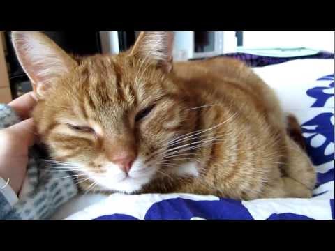 #8 Short show and tell of my cat *soft spoken*