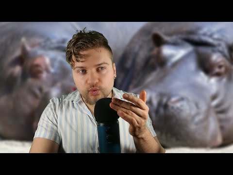 Whispering facts about Hippopotamuses (ASMR)