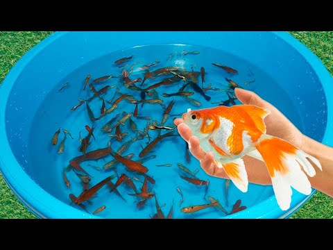 Tiger Barb Betta Ram Cichlid Guppy Koi Carp Fish PingPong Pearl Scale Goldfish Catfish animals Video