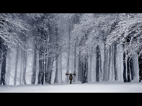 Winter Forest ASMR Ambience