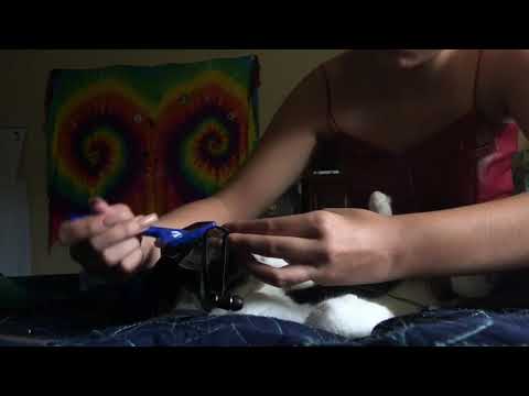 ASMR With My Cat (Lowkey Fail)