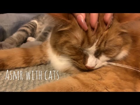 Purrrfect ASMR - cats 🐱💕 (purring, cracking fireplace sounds, no talking)