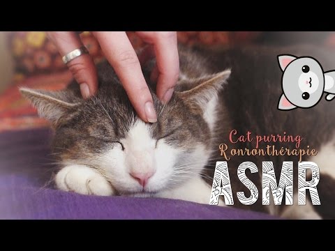 ASMR Français ~ Cat purring / Ronronnement - Ronronthérapie