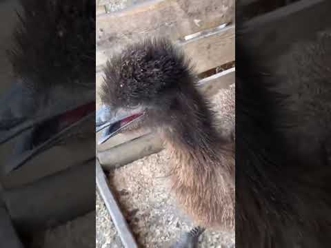 Baby Emu!