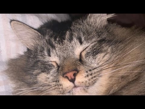 ASMR cat chewing on ribbon and purring noises