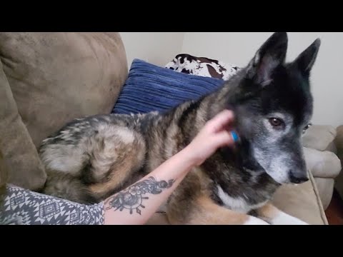 ASMR (Pet) Scratching