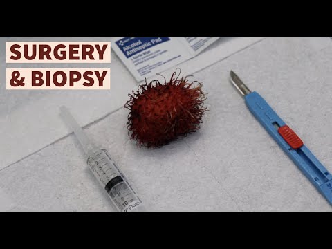 [ASMR] Surgery On A Rambutan
