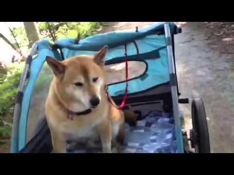 All About the Shiba Inu