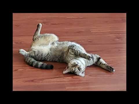 ASMR | Up-Close Kitty Cat Purring (No Talking)