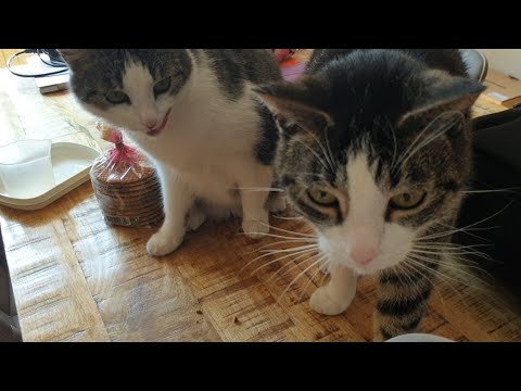 ASMR with cats (eating sounds, purring, water sounds)