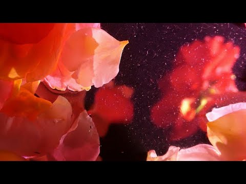 ASMR - Triggers visuels sur vitre pour te détendre !  🌹(chuchotements & layered sounds)