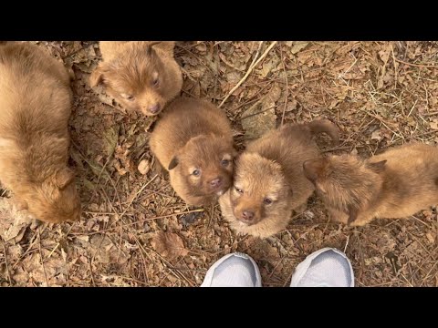 Asmr with 6 dogs in one minute/ funny moments with dogs