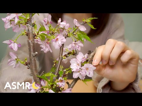 [ASMR] お花見しながら囁き雑談🌸 Whisper Chit Chat