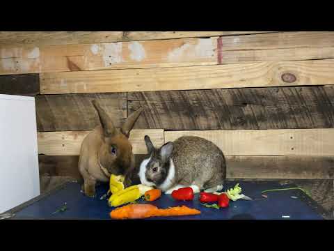 Three Rabbits Eat a Late night Snack | ASMR