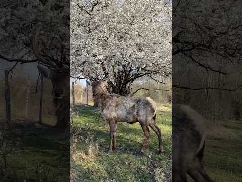 How many deer have you counted?😄🦌   #shorts #asmr #nature #relax