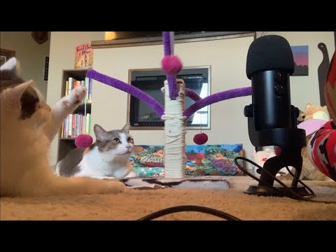 Cat Scratching Post ASMR With My Sister’s 3 Cats