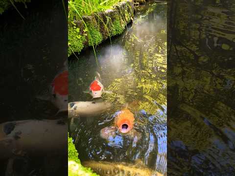 ASMR ぱくぱくする鯉🐟‪野外に水があるとすぐ撮りたくなる主Part1 Cute Koi and nature water sounds